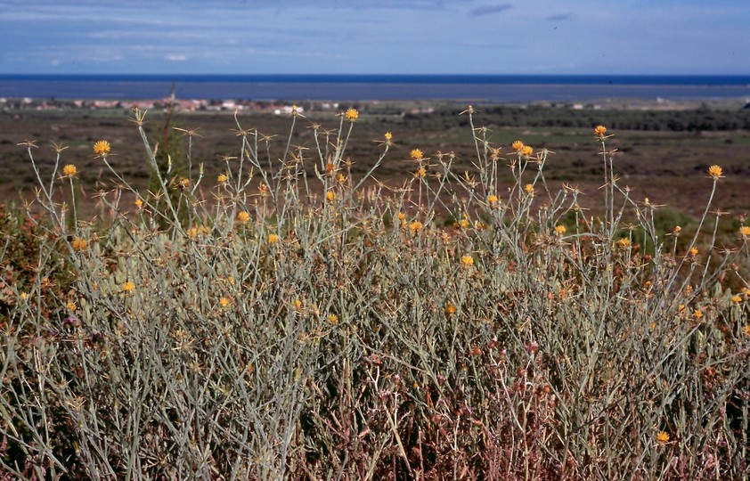 Centaurea solstitialis