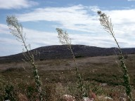 Lactuca serriola?