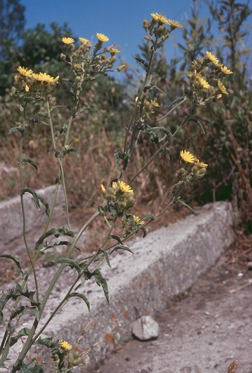 Andryala integrifolia