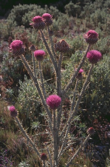 Onopordum illyricum