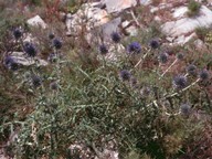 Echinops sp.