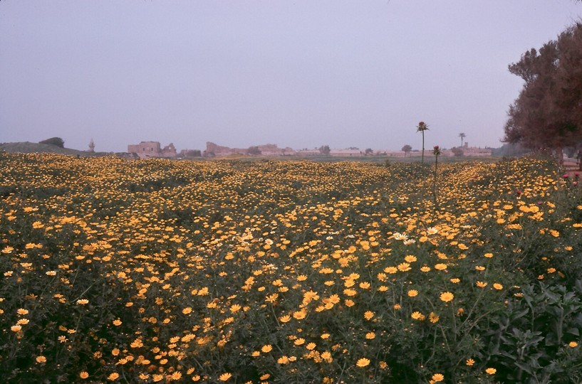 Chrysanthemum coronarium