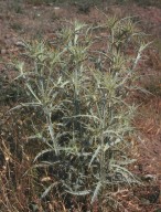 Cirsium acarna