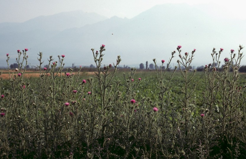 Cirsium sp.