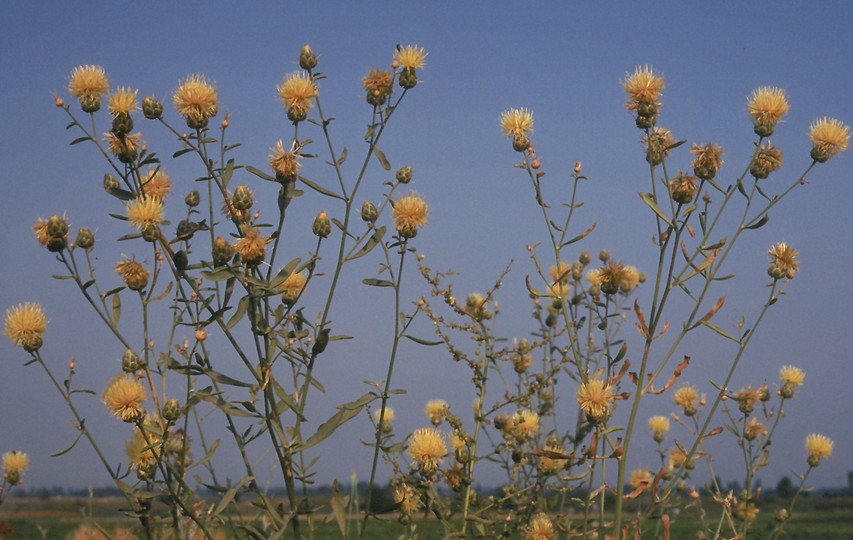 Centaurea salonitana