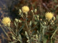 Centaurea salonitana