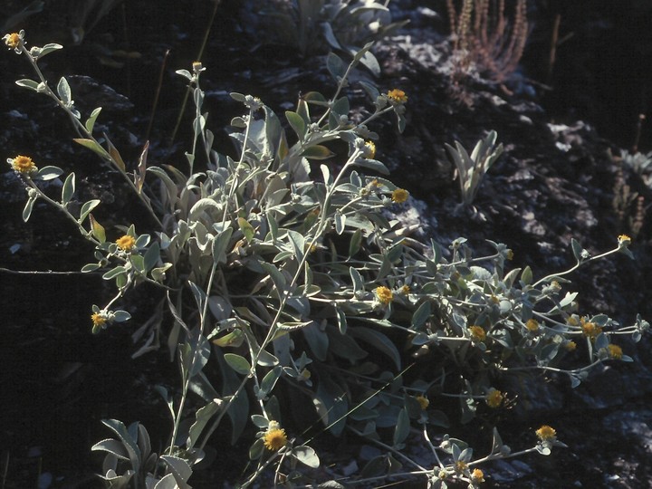 Inula verbascifolia