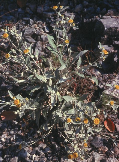 Inula verbascifolia