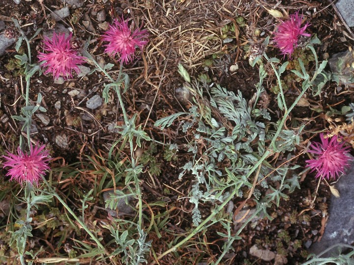 Centaurea attica ssp. ossaea