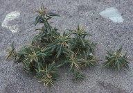 Xanthium spinosum