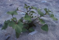 Xanthium strumarium