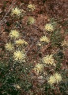 Centaurea salonitana