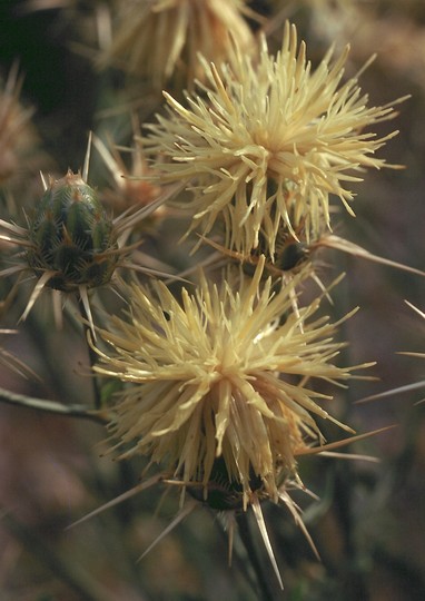 Centaurea salonitana