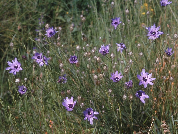 Catananche coerulea