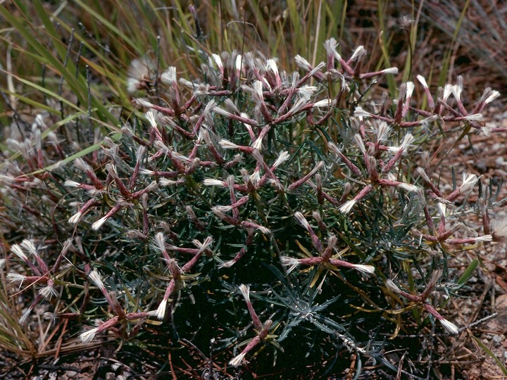 Staehelina dubia