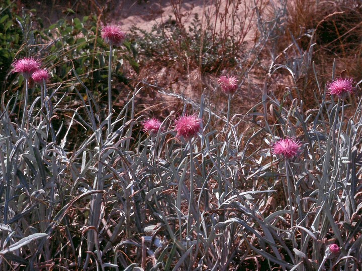 Jurinea albicaulis ssp. kilaea