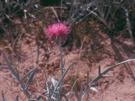 Jurinea albicaulis ssp. kilaea
