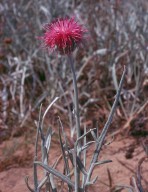 Jurinea albicaulis ssp. kilaea