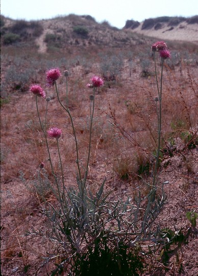 Jurinea albicaulis ssp. kilaea