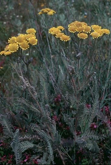 Tanacetum millefolium