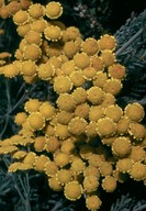 Tanacetum millefolium