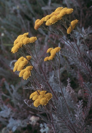 Tanacetum millefolium