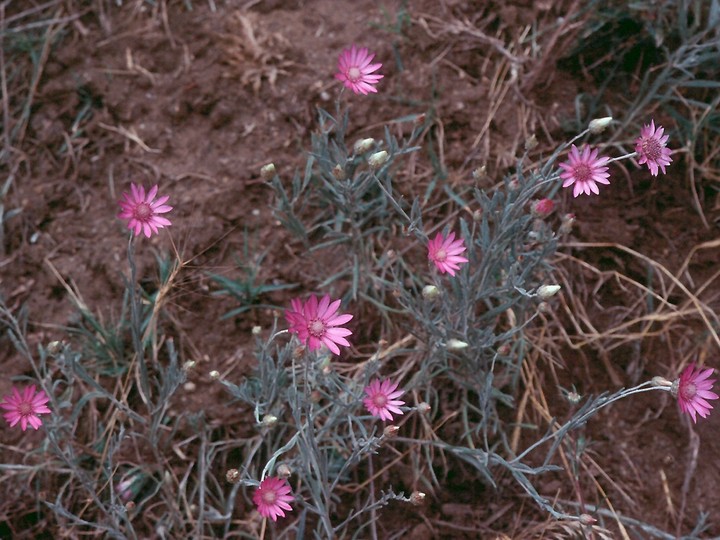 Xeranthemum annuum