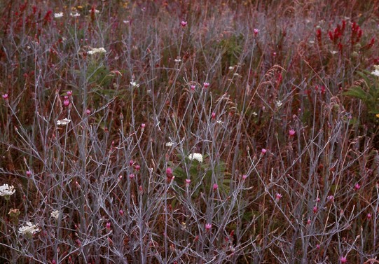 Xeranthemum cylindraceum