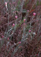 Xeranthemum cylindraceum