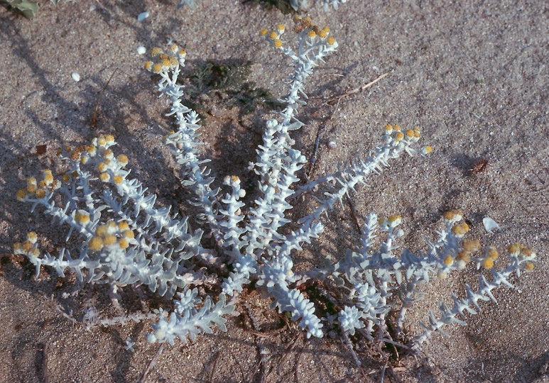 Otanthus maritimus