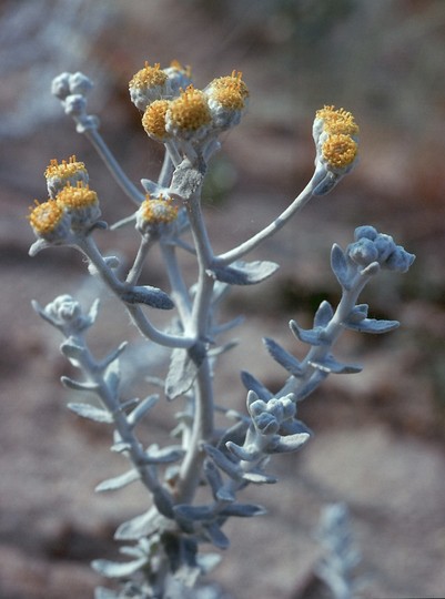 Otanthus maritimus