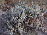 Otanthus maritimus