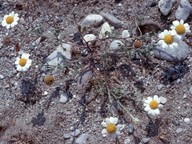 Anthemis tomentosa