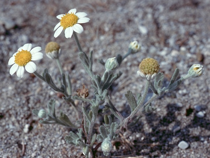 Anthemis tomentosa