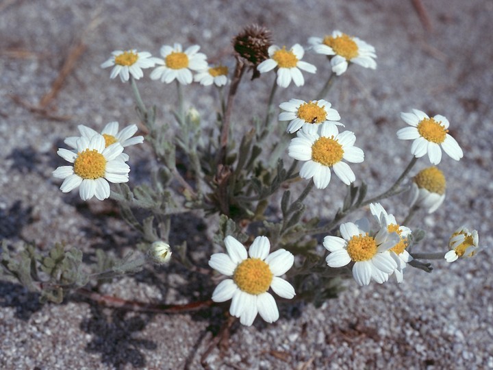 Anthemis tomentosa