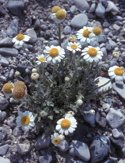 Anthemis tomentosa