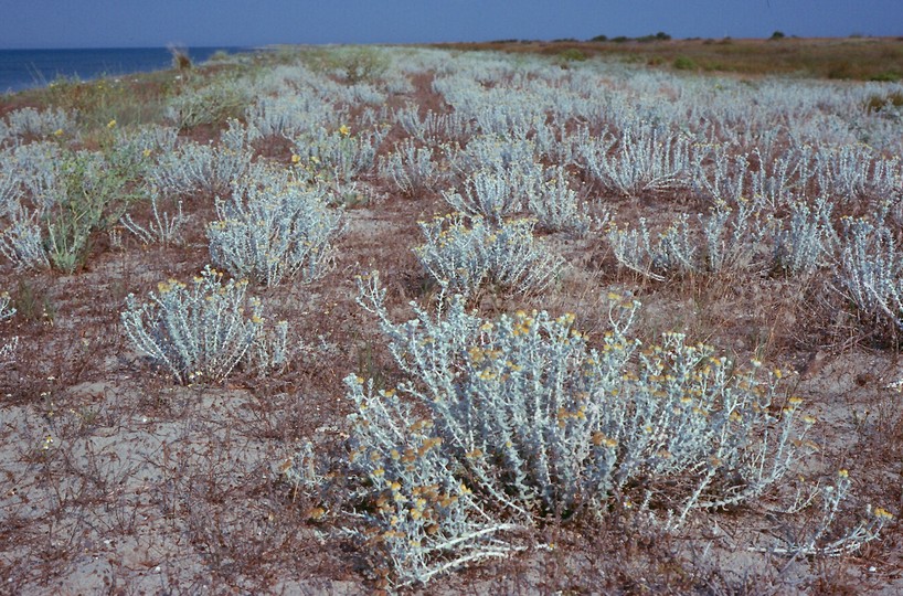 Otanthus maritimus