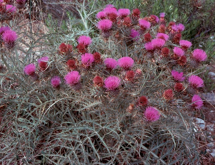 Cynara cardunculus