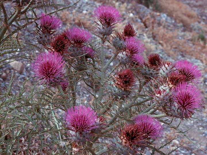 Cynara cardunculus