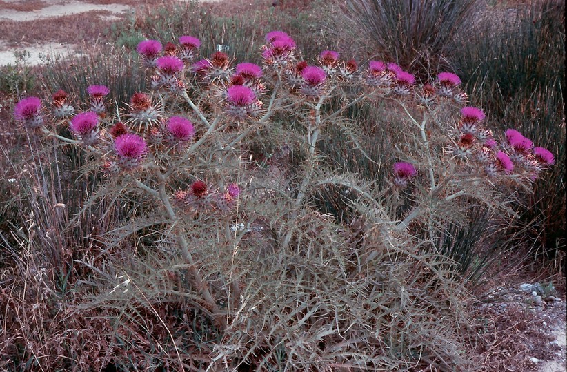 Cynara cardunculus