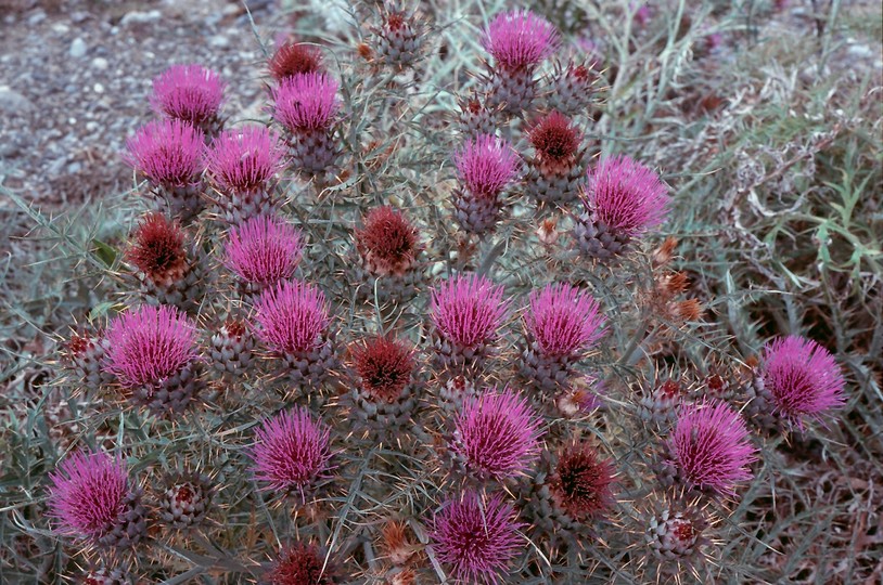 Cynara cardunculus