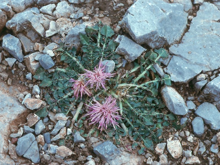 Centaurea mixta