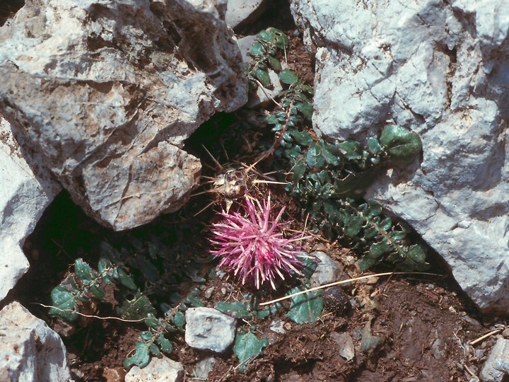 Centaurea mixta