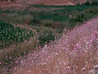 Xeranthemum annuum