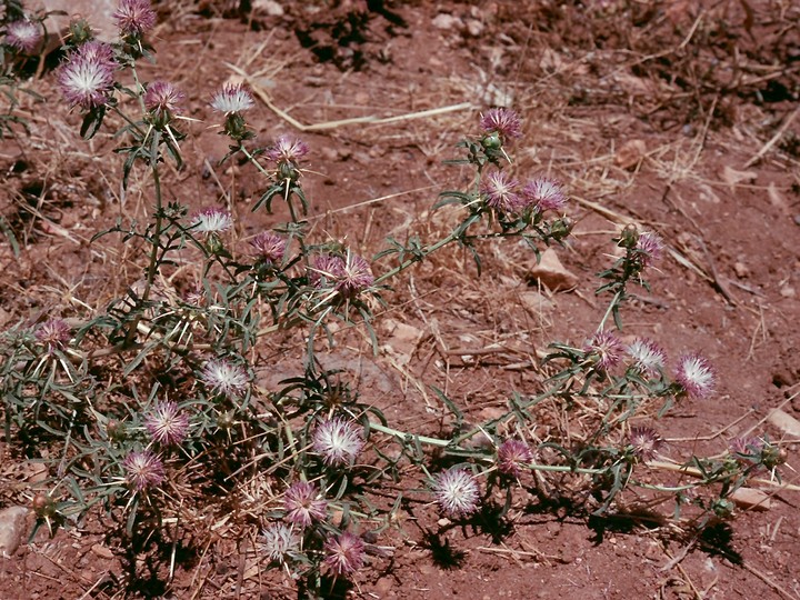 Centaurea calcitrapa