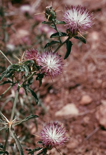 Centaurea calcitrapa