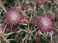 Centaurea calcitrapa