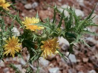 Scolymus hispanicus