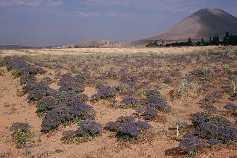 Cardopatum corymbosum