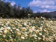 Chrysanthemum coronarium var. discolor